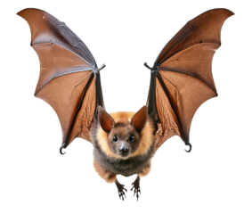 Bat in flight, fully isolated on a transparent or white background.