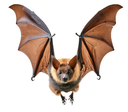 Bat in flight, fully isolated on a transparent or white background.