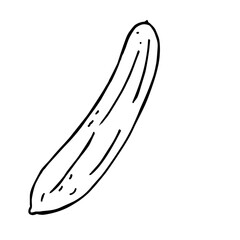 Line drawing illustration of simple summer vegetables, coloring of a cucumber.