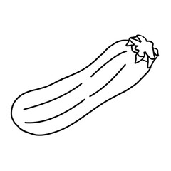 Line drawing illustration of simple summer vegetables, coloring of zucchini.