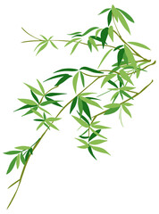 Serene Green Bamboo Leaves on a Pristine White Background, Bamboo - Chinese Painting Vector