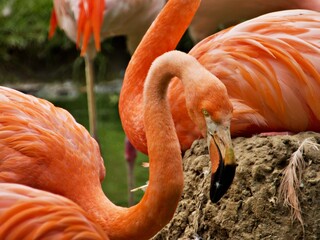 gruppe flamingos im freien, 