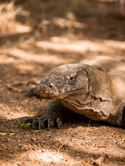 Close up Komodo dragoon on labuan bajo ; Wildlife indonesia tourism