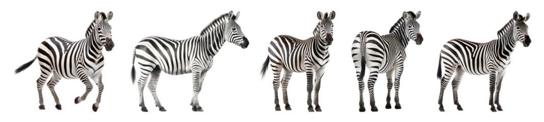 Naklejka premium Zebra wildlife full body set