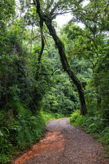 Fototapeta premium Narrow road in green forest