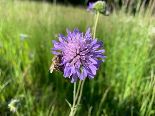 flowers on a meadow