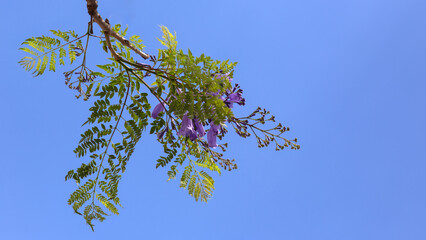 Flowers and leaves of Blue Jacaranda Tree (Jacaranda mimosifolia) in early summer isolated against...