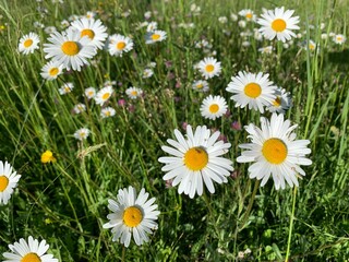 Fototapeta premium daisies in the grass