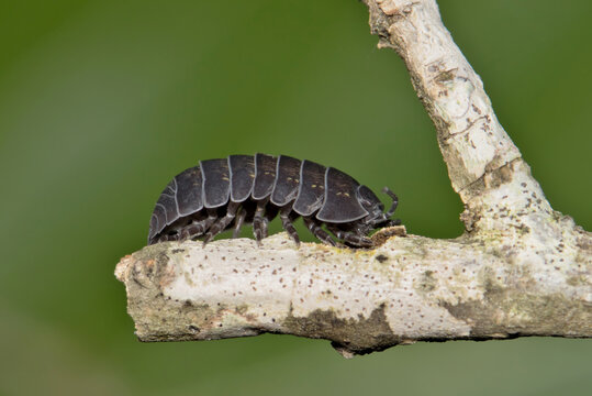 Pillbug Sowbug woodlouse slater on plant stem isopod nature pest control.