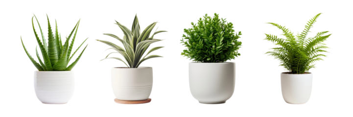 potted green indoor plant set