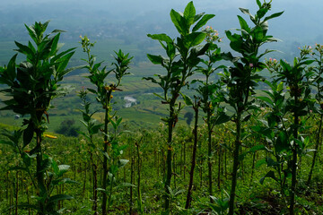 Tobacco Plantation Fields in Bandung, Indonesia. Textured Background of plantation on the mountain slopes. Graphic Resources. Industrial Agricultural Photography. Panoramic landscape. Nature Photograp
