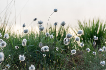 Cotton grass is a genus of sedges, they are common in northern hemisphere temperate swamps and...