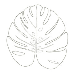 Leaf monstera watercolor sketch.