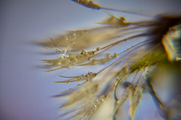 Dandelion fluff macro photo, dandelion fluff in morning dew, soft colorful background