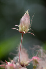 Abstract defocused texture view of a prairie smoke (geum triflorum) perennial flower in bloom, with wispy purple smoke-like hairs