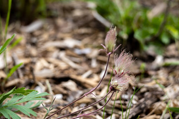 Abstract defocused texture view of prairie smoke (geum triflorum) perennial flowers in bloom, with wispy purple smoke-like hairs