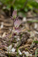 Abstract defocused texture view of prairie smoke (geum triflorum) perennial flowers in bloom, with wispy purple smoke-like hairs