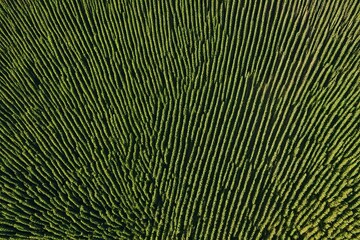 Obraz premium BackgroundBackground
