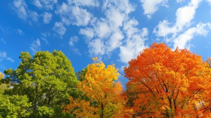 Naklejka premium Fall trees displaying orange green and yellow hues against a blue sky