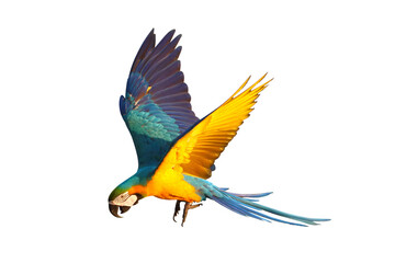 Colorful flying Blue and Gold Macaw parrot isolated on transparent background png file