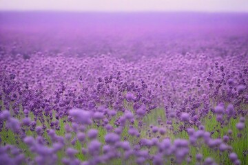 Fototapeta premium Background and Texture