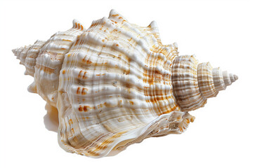 Fototapeta premium Seashell with Intricate Patterns, Isolated on White Background