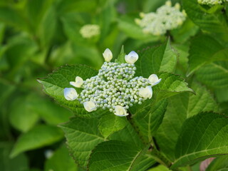 飛鳥の小径に植えられているガクアジサイ