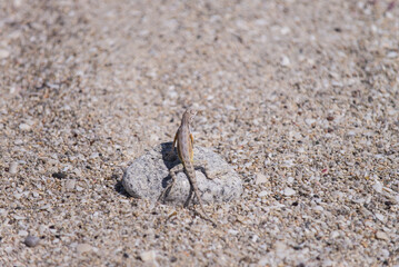 Reptile or lizard endemic to Espiritu Santo Island in La Paz, Baja California Sur, Sea of ​​Cortes, Mexico.