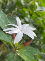 flowers,plants,nature,red,green,yellow,animal,horse