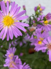 flowers,plants,nature,red,green,yellow,animal,horse
