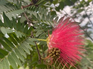 flowers,plants,nature,red,green,yellow,animal,horse