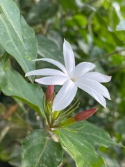 flowers,plants,nature,red,green,yellow,animal,horse