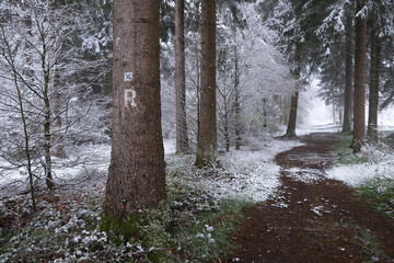 Wanderweg am Rennsteig nach Wintereinbruch im Frühjahr, Thüringer Wald, Deutschland