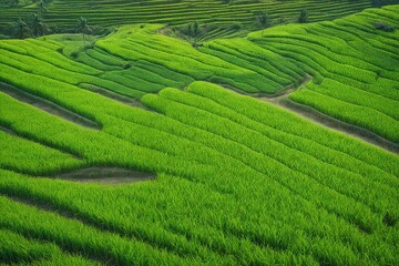 Background and Texture