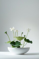 Decorative Home Plant. White Lotus Plant in a White Pot with Plain Background