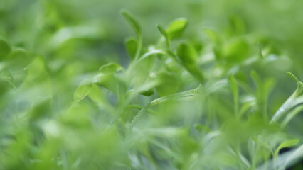Young Green Spring Shoots On A Sunny Day. Life Concept And Growing Sprouts Green Shoots. Fresh Green Plants Growing.