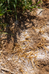 the destroyed wheat crop from the excessive use of mineral fertilizers