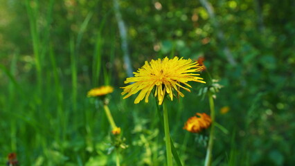 Yellow Dandelions. Spring Green Grass In A Beautiful Meadow. Green Meadow With Bright Yellow Dandelions.