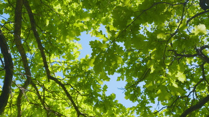Fototapeta premium Crowns Of Deciduous Forest Trees With Bright Afternoon Sun And Rays. View From Bottom To Top. National Park.