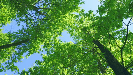 Fototapeta premium Deciduous Tree Branches In Warm Weather On A Sunny Day. Summer Mood In Forest With A View To Top To Sky.