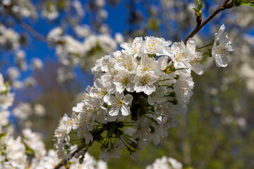 large inflorescences of white cherry blossoms in spring