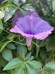 flowers,flower,plants,plant,yellow