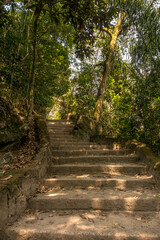 Escaleras del bosque 