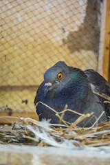Close up of a pigeon in cage, street bird portrait