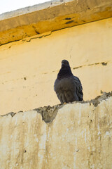 pigeon on the wall, black bird close up 