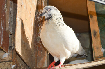 White pigeon with black marks, close up of a bird