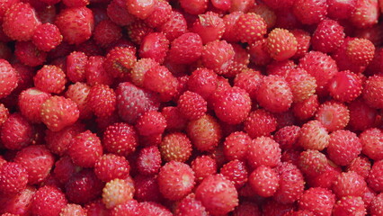 Fresh and ripe, juicy strawberries. Forest red wild strawberry. Close up.