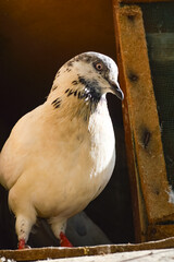 White pigeon with black marks, close up of a bird