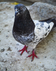 Portrait of high flyer pigeon bird