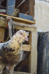 Village close up of a pigeon looking bird portrait